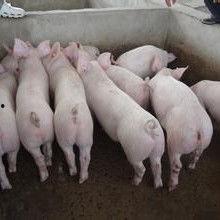 小猪崽子的爆料视频播放,幕后真相大曝光  第2张